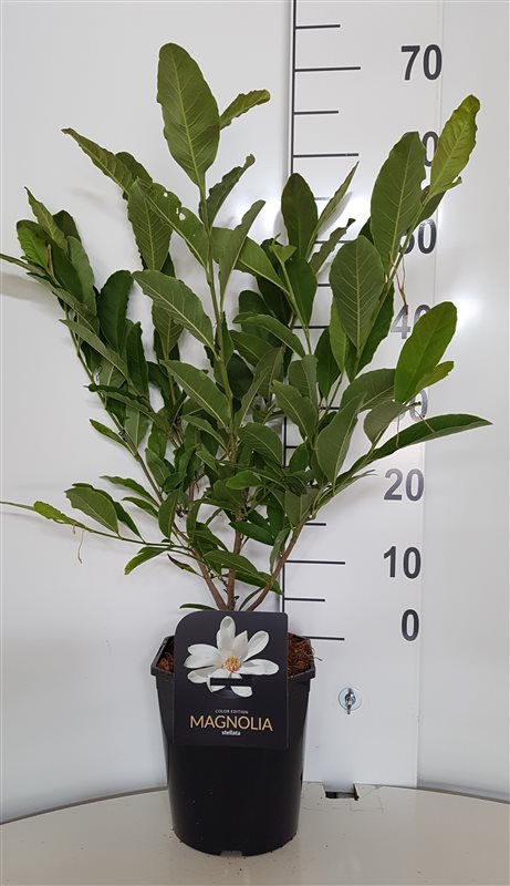Magnolia stellata - C4,5/P22 50-60 CM