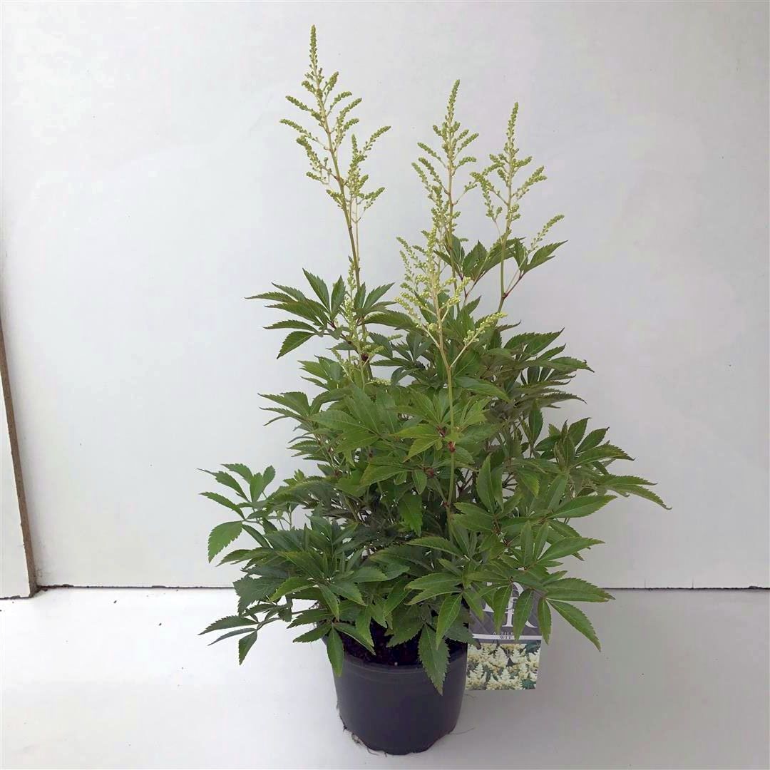 Astilbe (white) - C2/P17