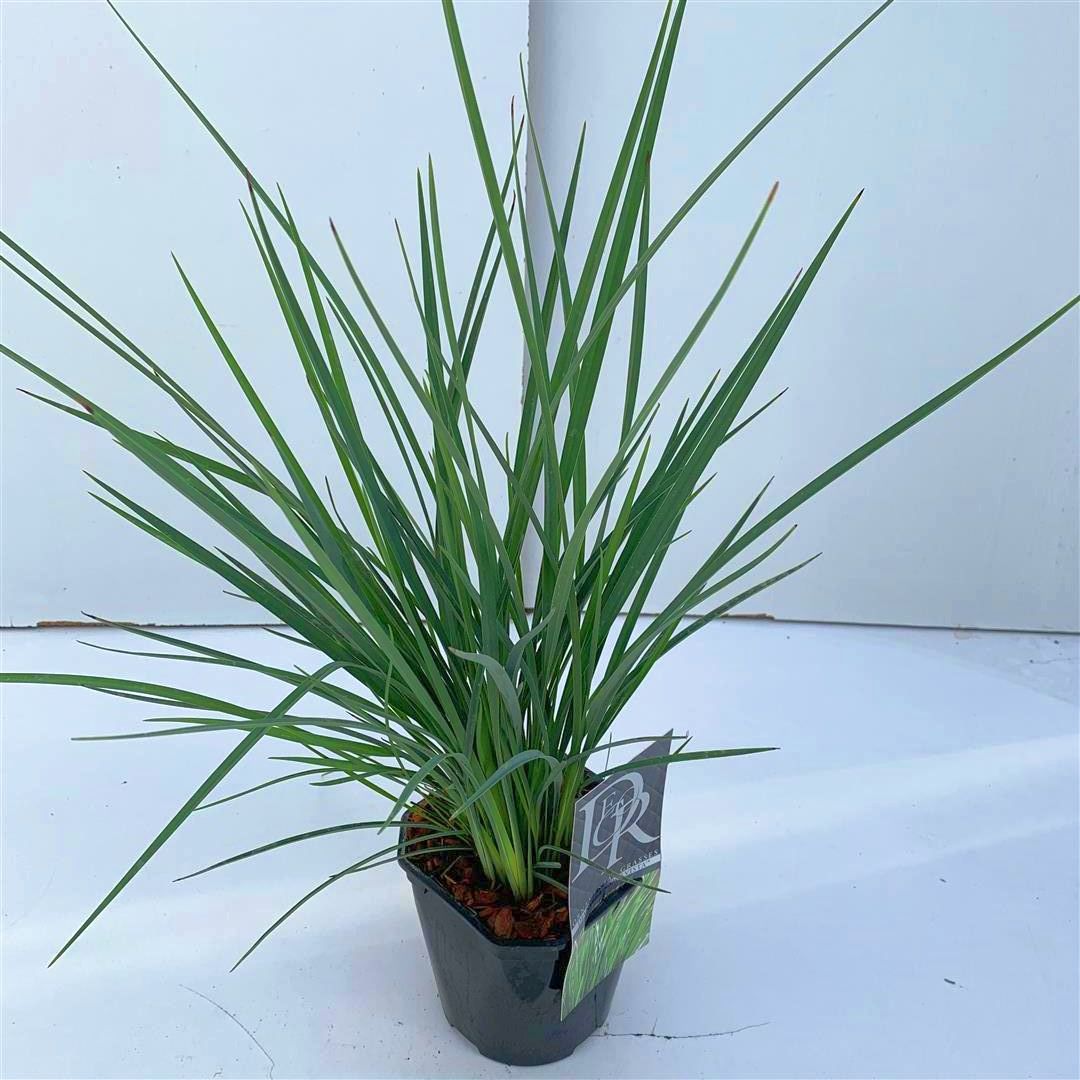Dianella &