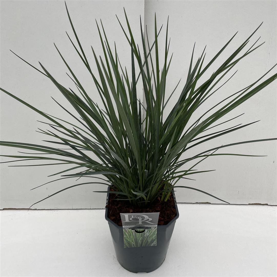 Dianella &