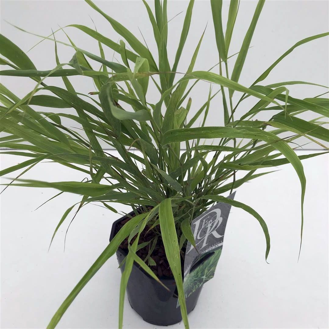 Hakonechloa macra C2 (2 liters kruka)
