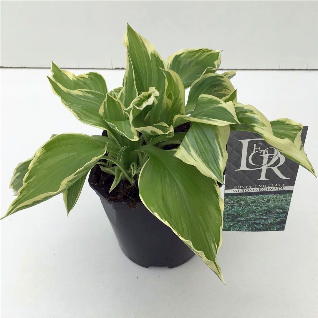 Hosta und. &