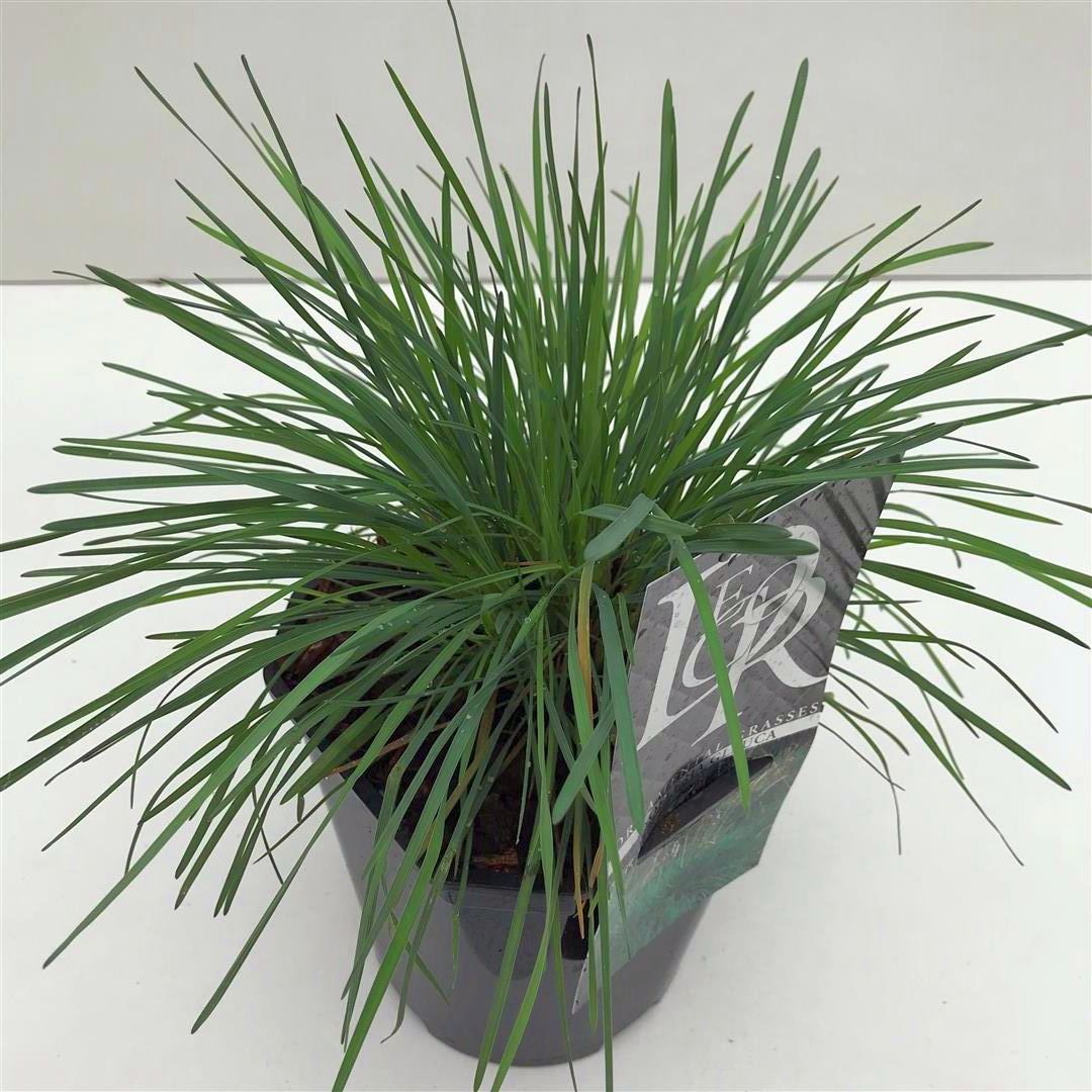 Tofsäxing glauca - C2/P17