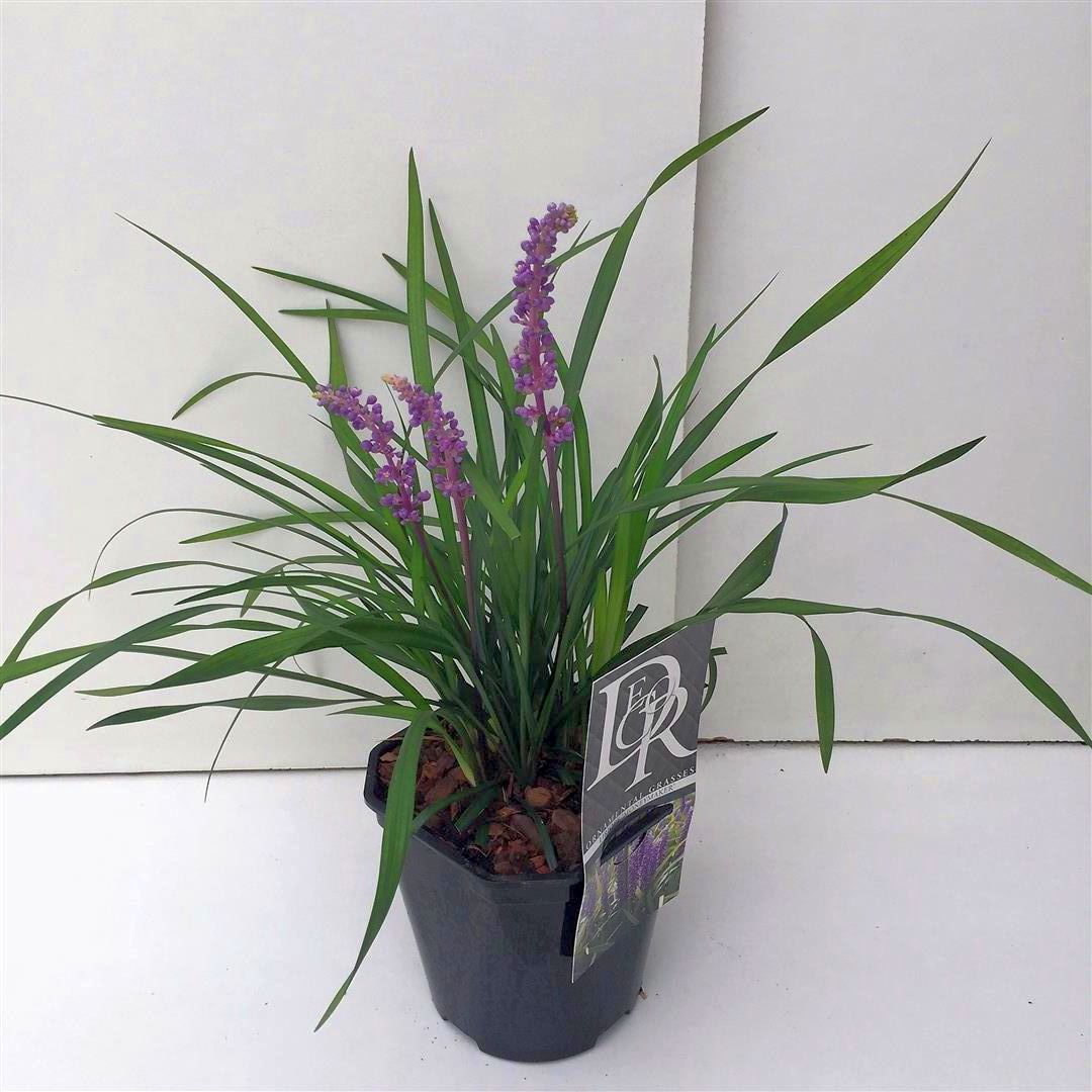 Liriope musc. &