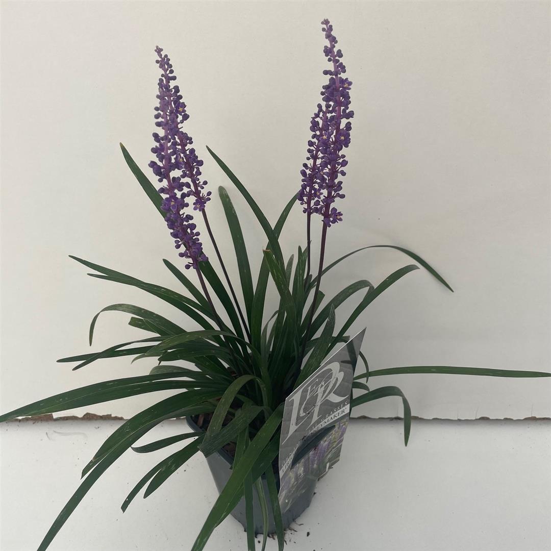 Liriope muscari &
