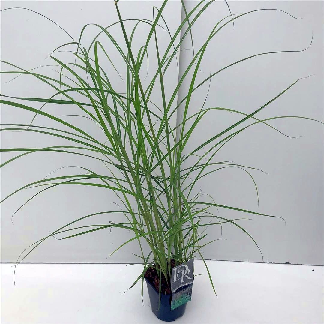 Miscanthus sin. &