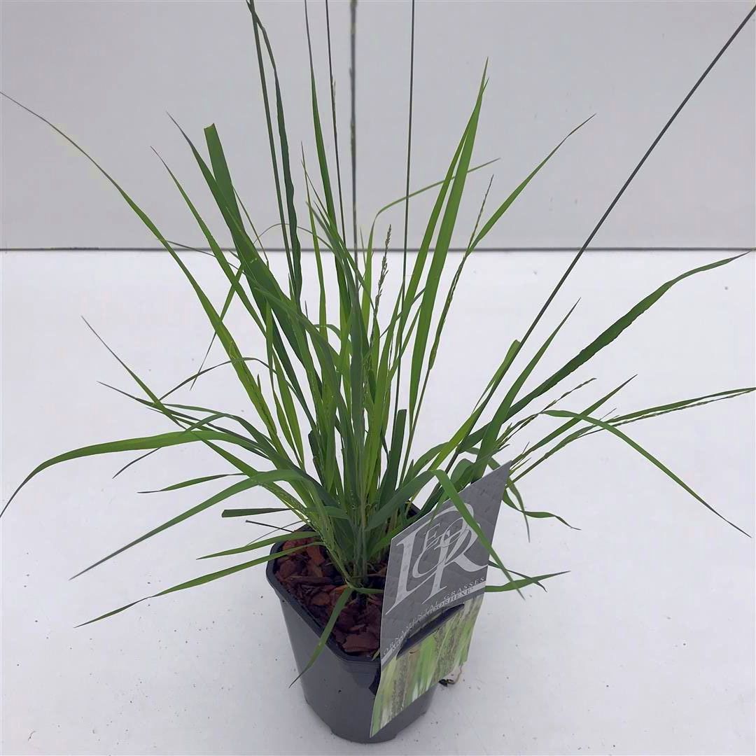 Molinia caerulea &