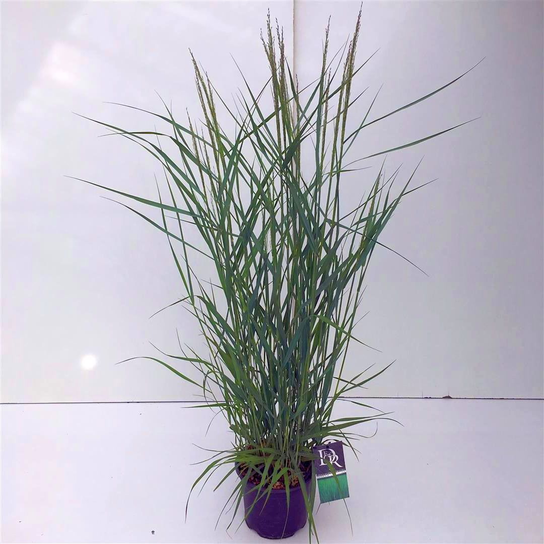 Jungfruhirs virgatum &