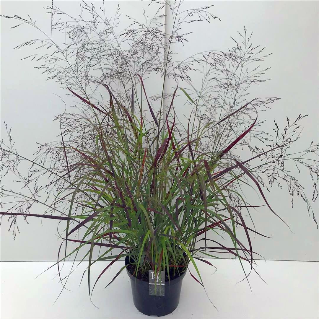 Jungfruhirs virgatum &