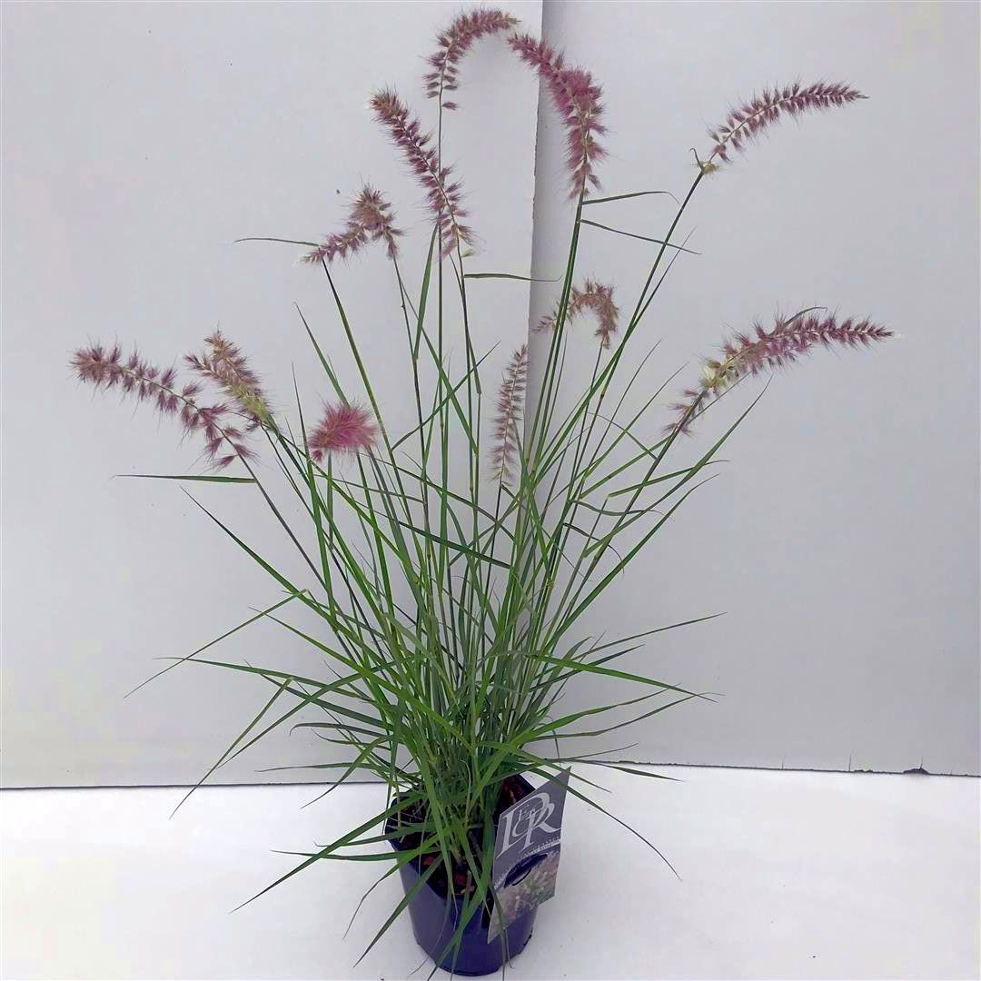 Pennisetum &