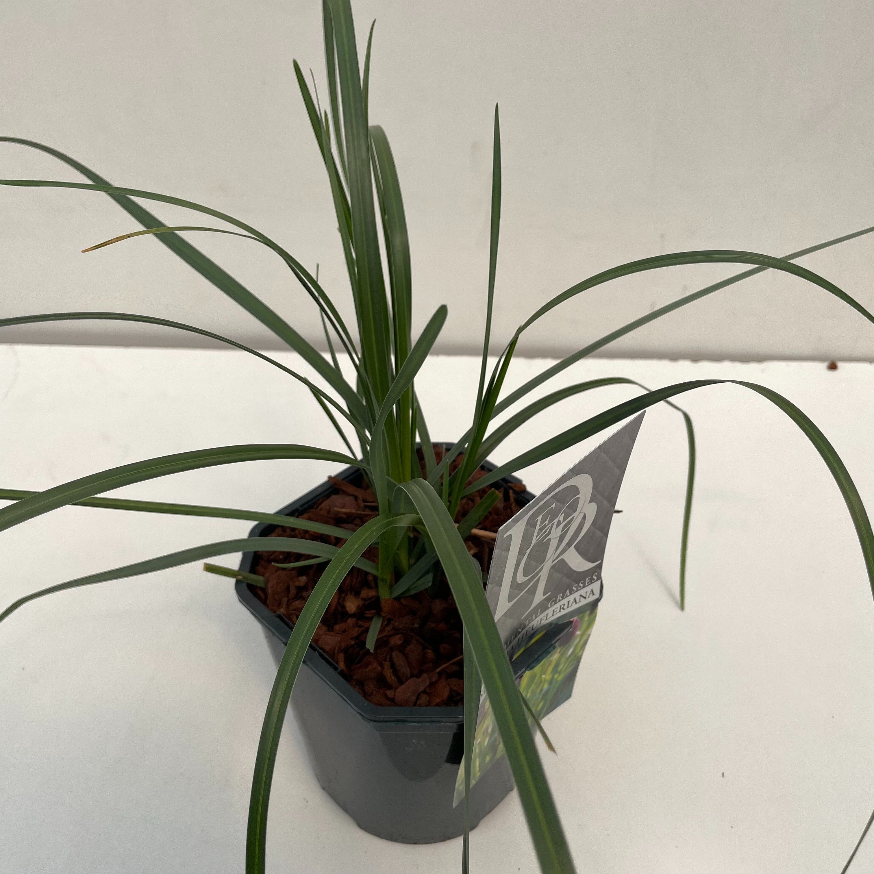 Sesleria heufleriana - 9 cm kruka