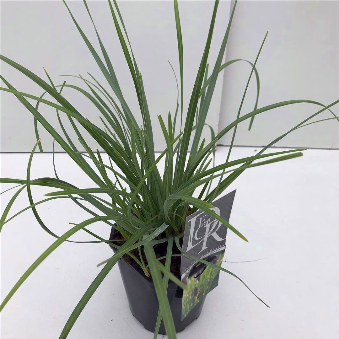 Älväxing heufleriana - C2/P17