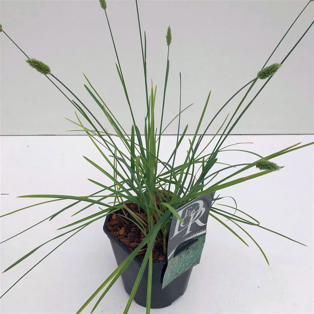 Älväxing nitida - C2/P17