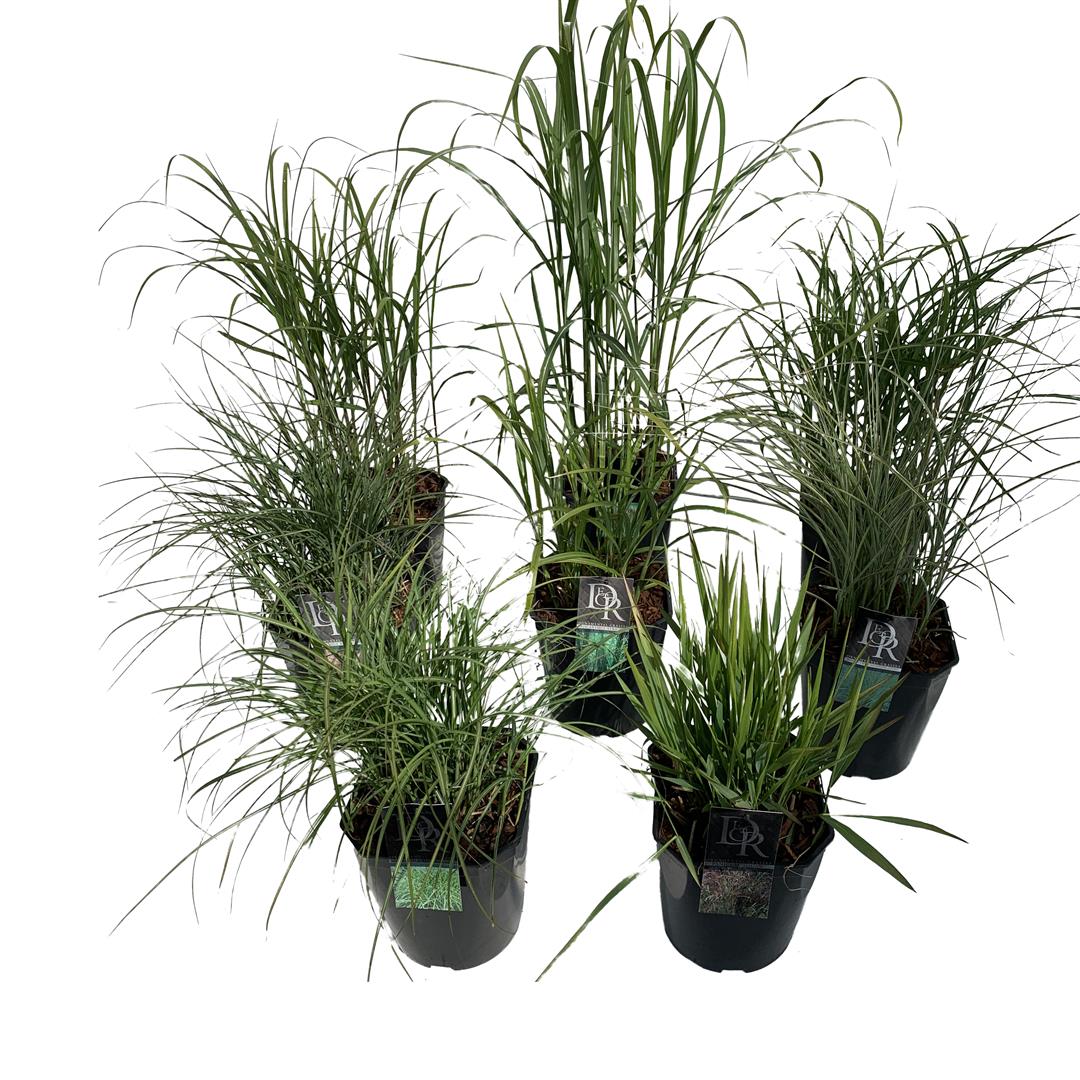 Prydnadsgräs i sorter C5 (5 liters kruka) / 23 cm kruka - Exklusiv mix