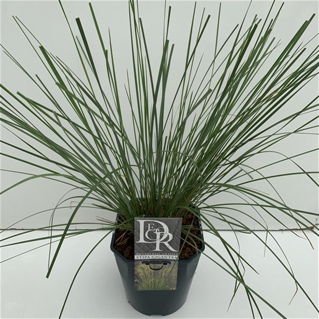 Stipa gigantea (Jättefjädergräs) C2 (2 liters kruka)