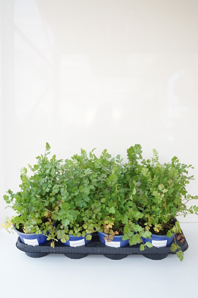 Coriandrum sativum Ekologisk - C1 (1 liters kruka)