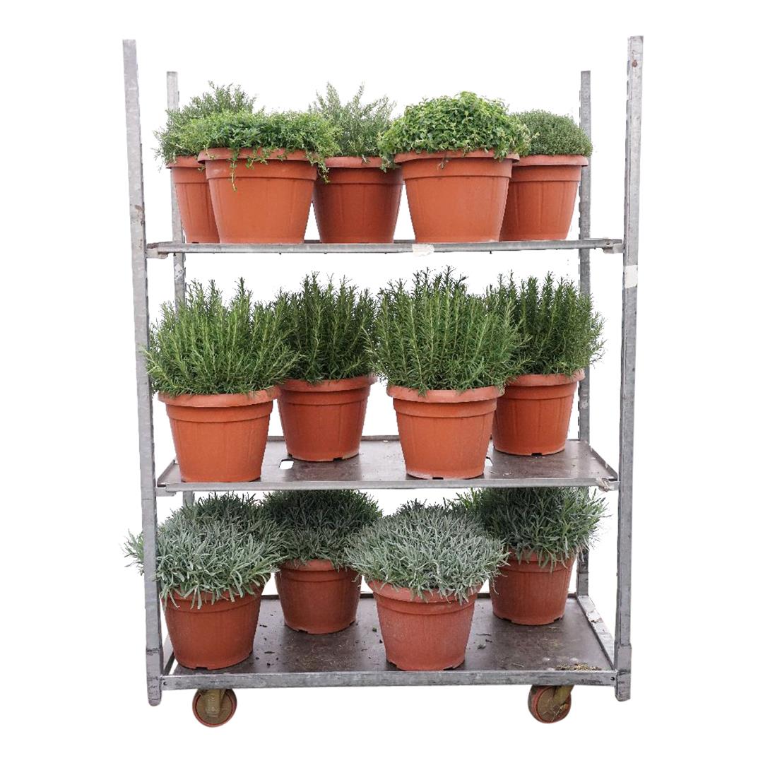 Köksörter i sorter - P35 BUSH
