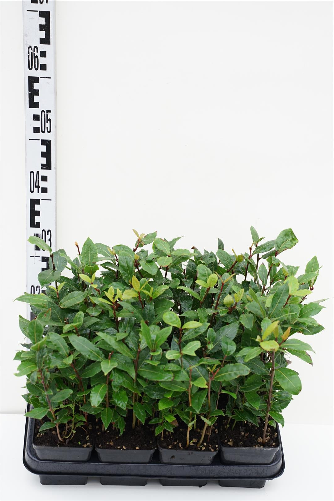 Lager nobilis - P9