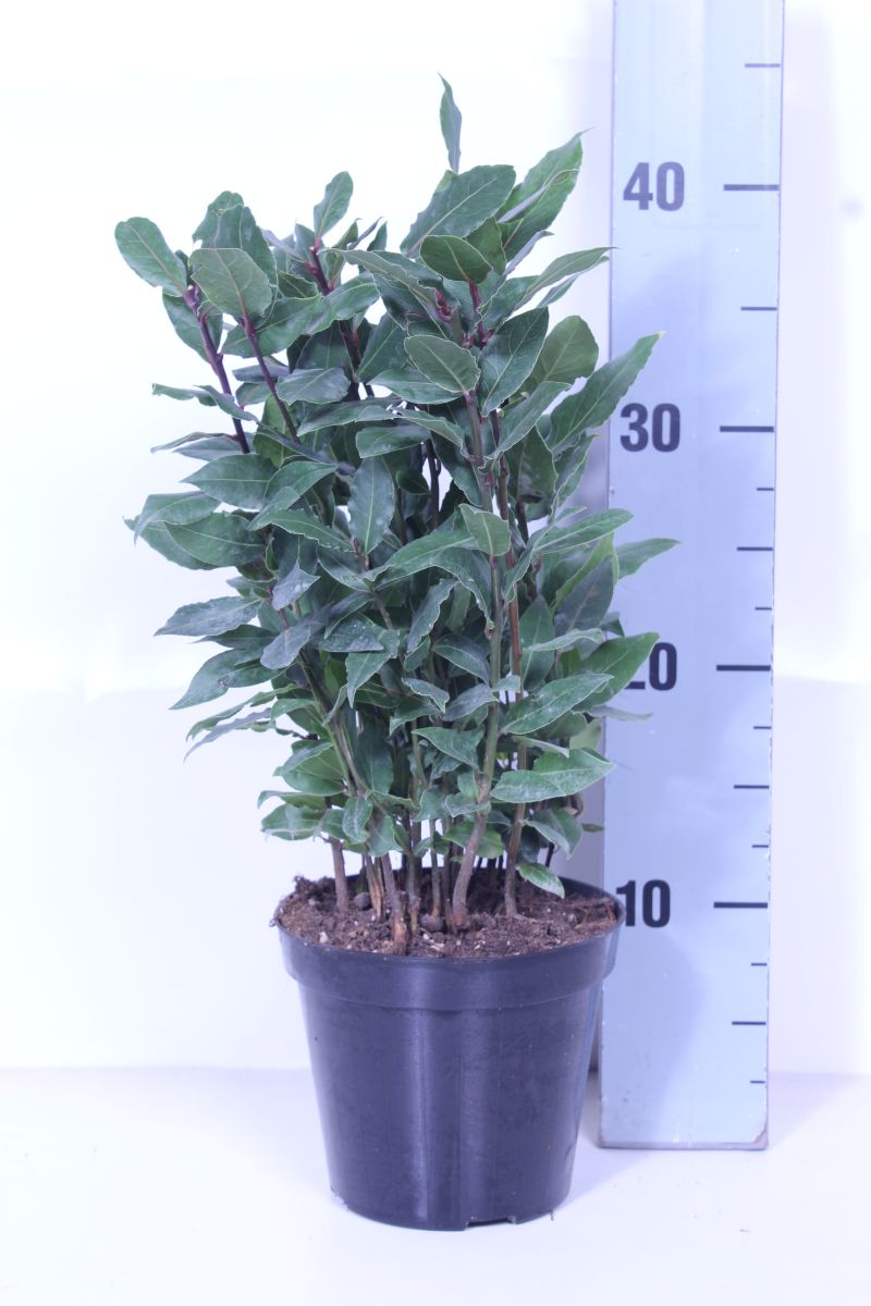 Lager nobilis - C1,5/P14 ITAL. HERBS