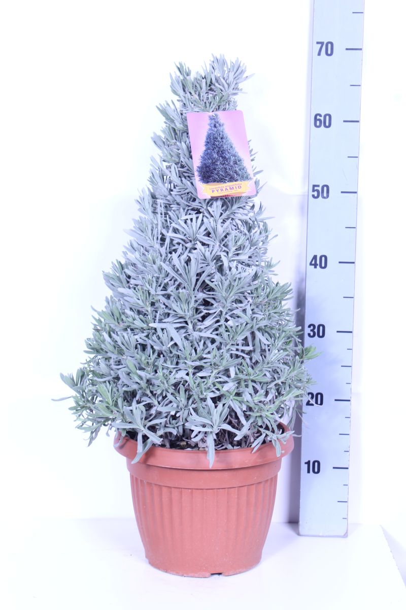 Lavendel officinalis - C6/P25 CONE