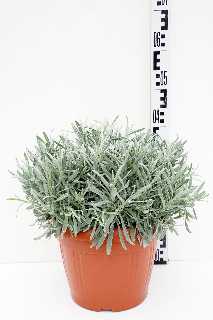 Lavendel officinalis - P30 STRUIK