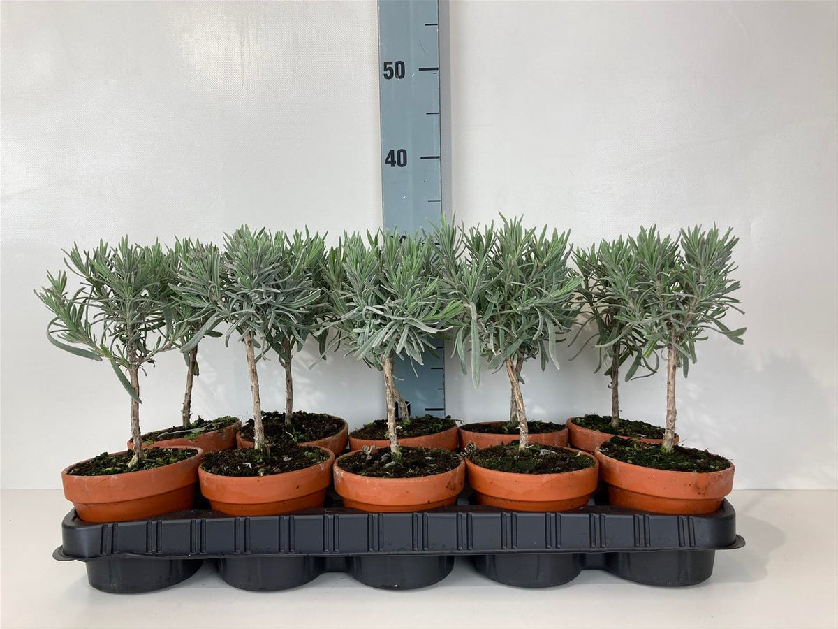 Lavandula officinalis 10 cm stam, 11 cm kruka Terrastone