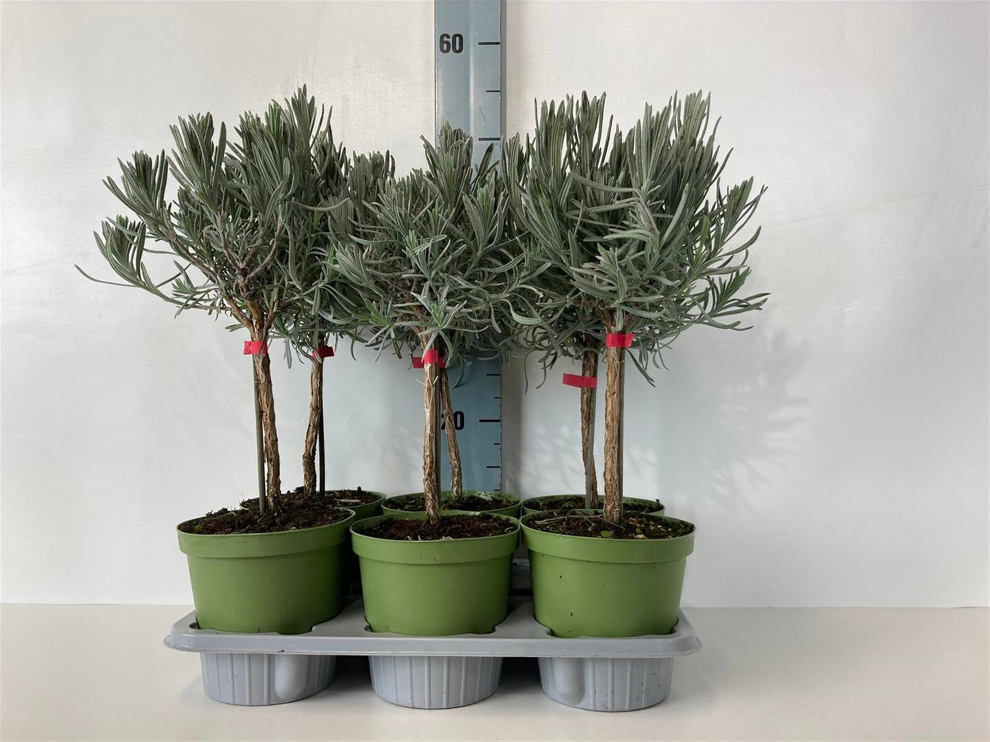 Lavendel officinalis - 20 CM STEM C1,5/P14