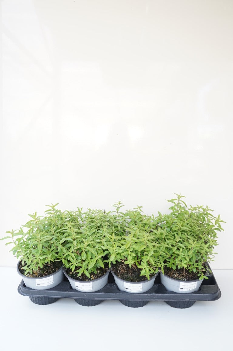 Lippia citrodora C1,5 (1,5 liters kruka)