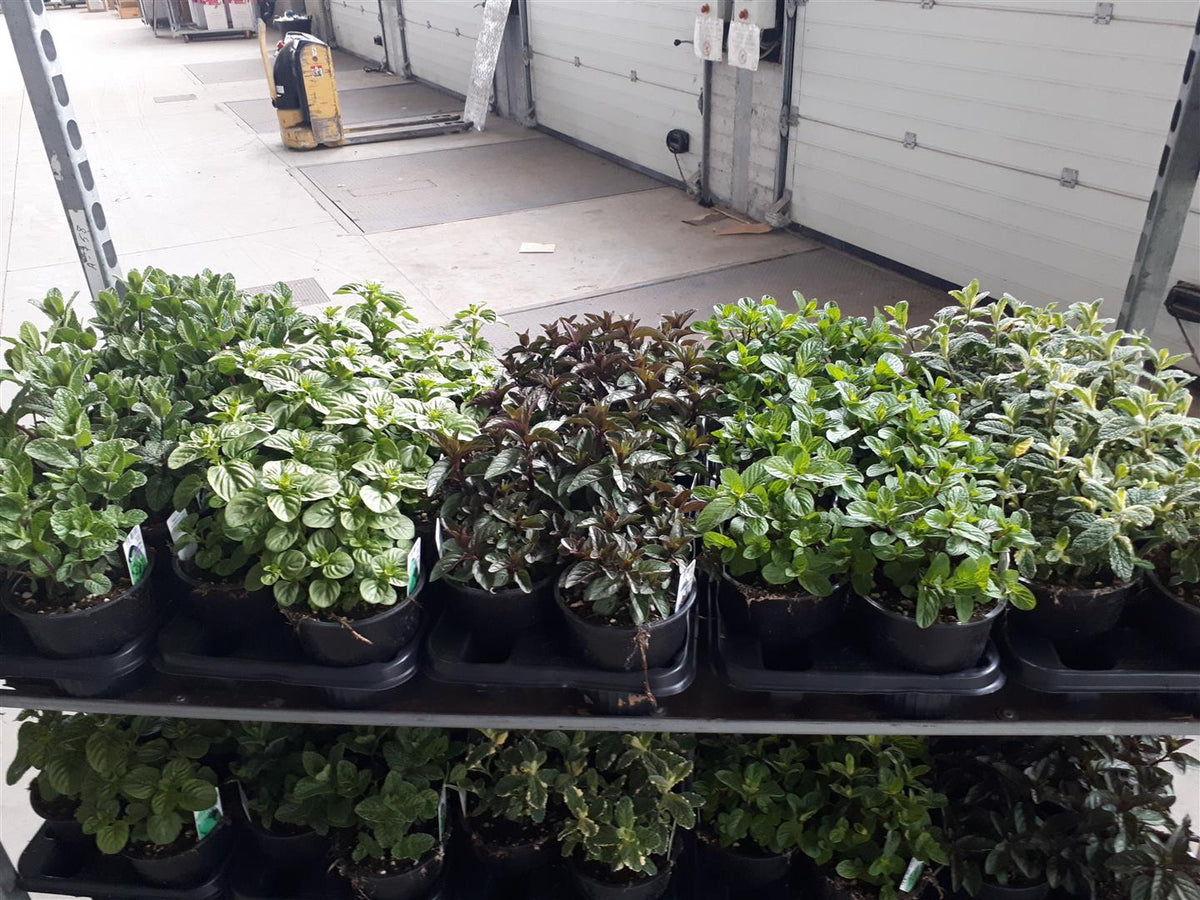 Mentha i sorter C2,5 / 18 cm kruka