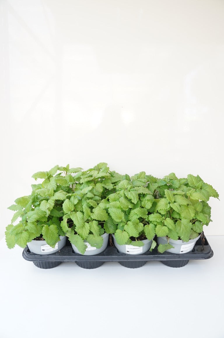 Melissa officinalis C2 (2 liters kruka)