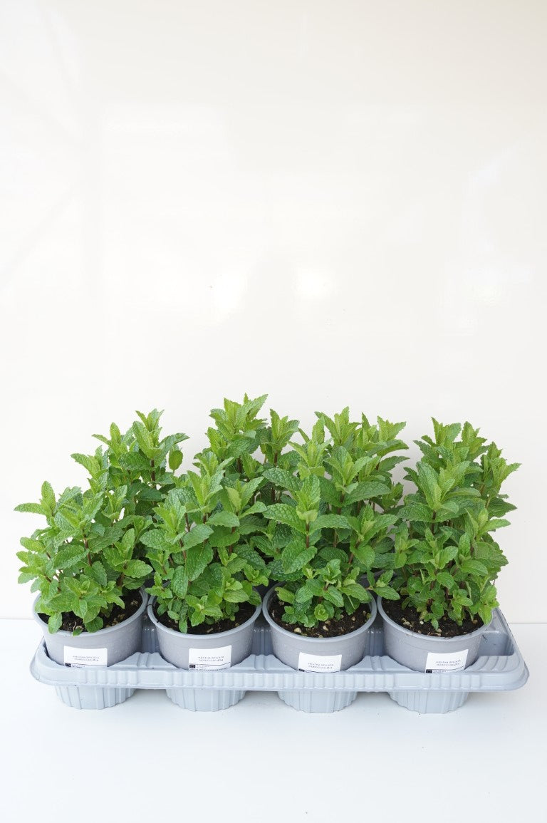 Mentha s. &