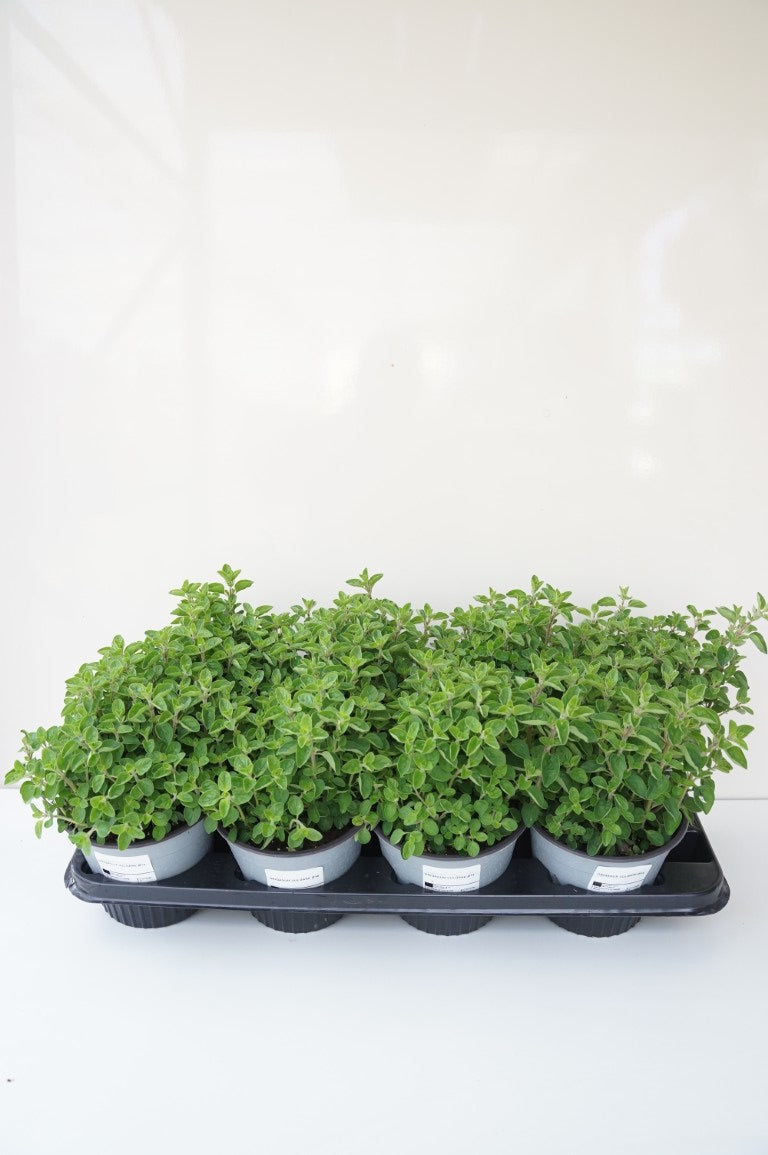 Kungsmynta vulgare - C1,5/P14 ITAL. HERBS