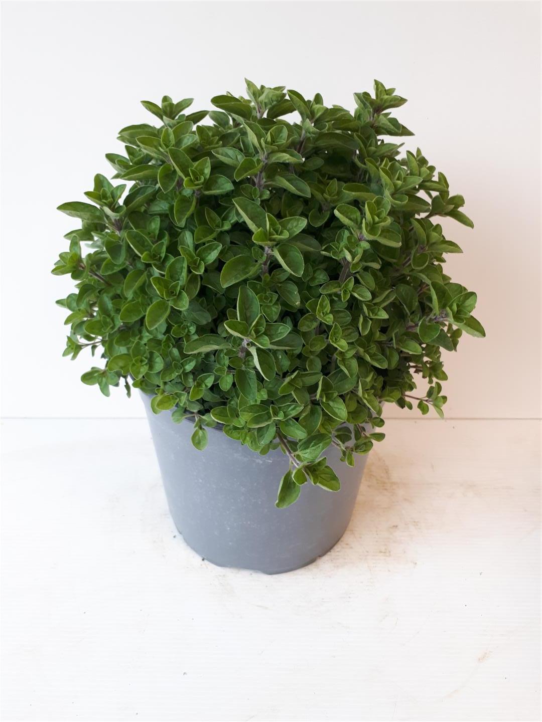 Origanum vulgare C2,5 (2,5 liters kruka)