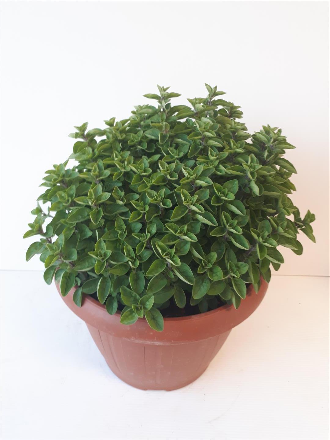 Origanum vulg. &