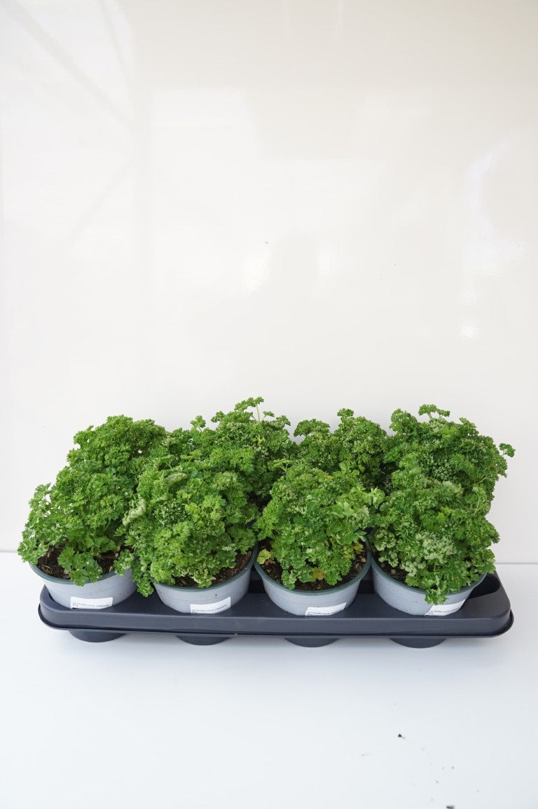 Petroselinum crispum C1 (1 liters kruka) / 13 cm kruka - Ekologisk
