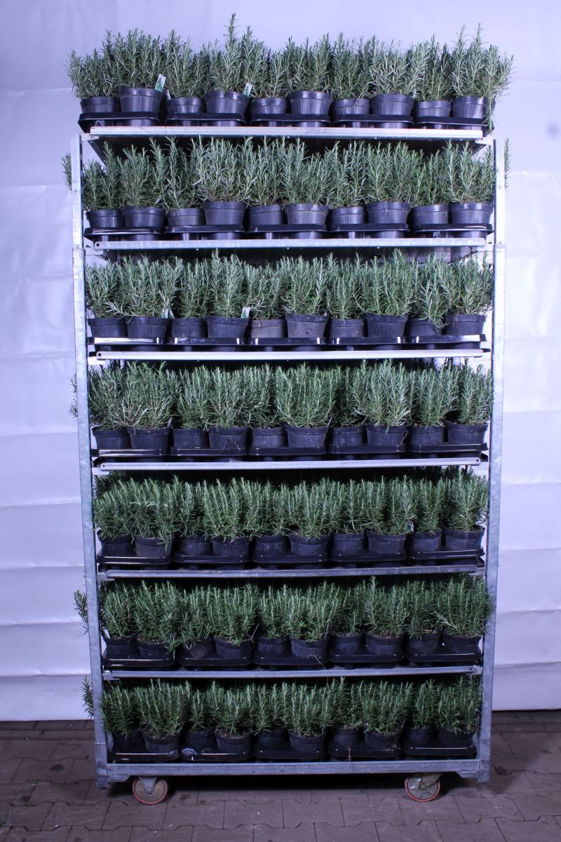 Rosmarinus officinalis C1,5 (1,5 liters kruka) / 14 cm kruka