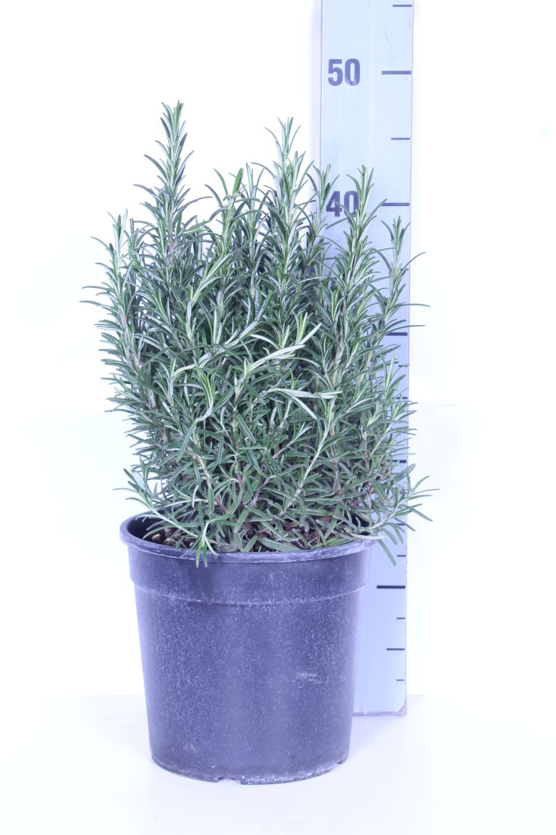 Rosmarinus officinalis C2,5 (2,5 liters kruka)