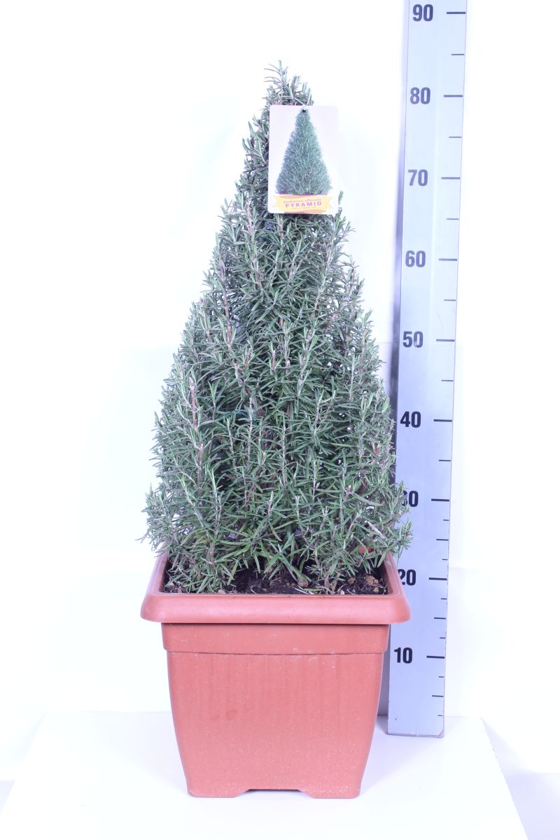 Rosmarinus officinalis - 30 cm kruka, konformad