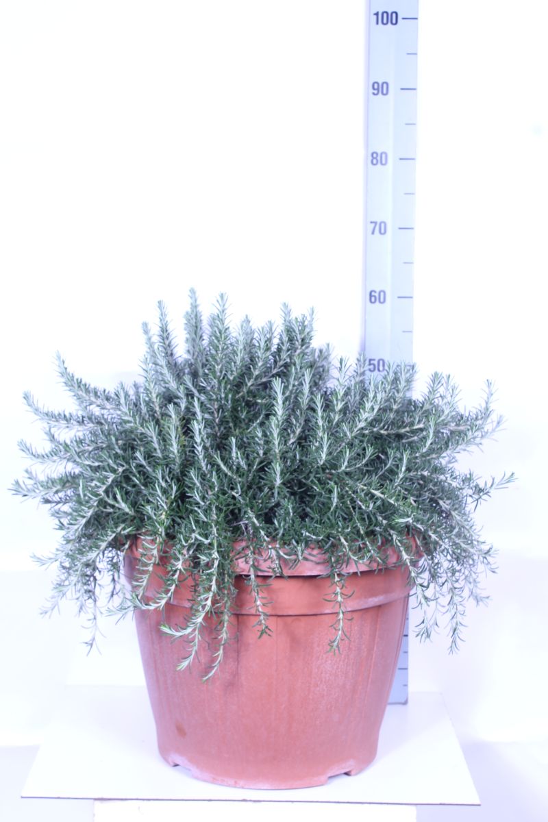 Rosmarinus officinalis &