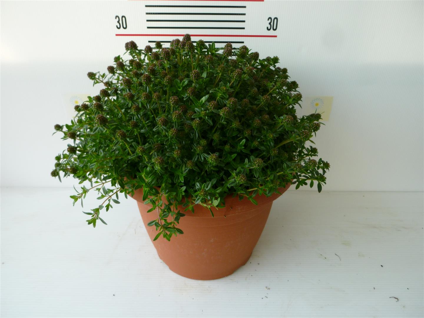 Satureja montana C6 (6 liters kruka)