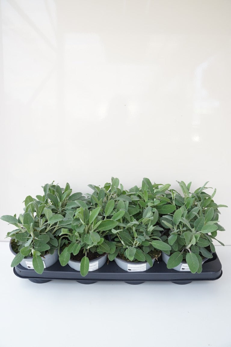 Salvia officinalis C1,5 (1,5 liters kruka / 14 cm kruka)