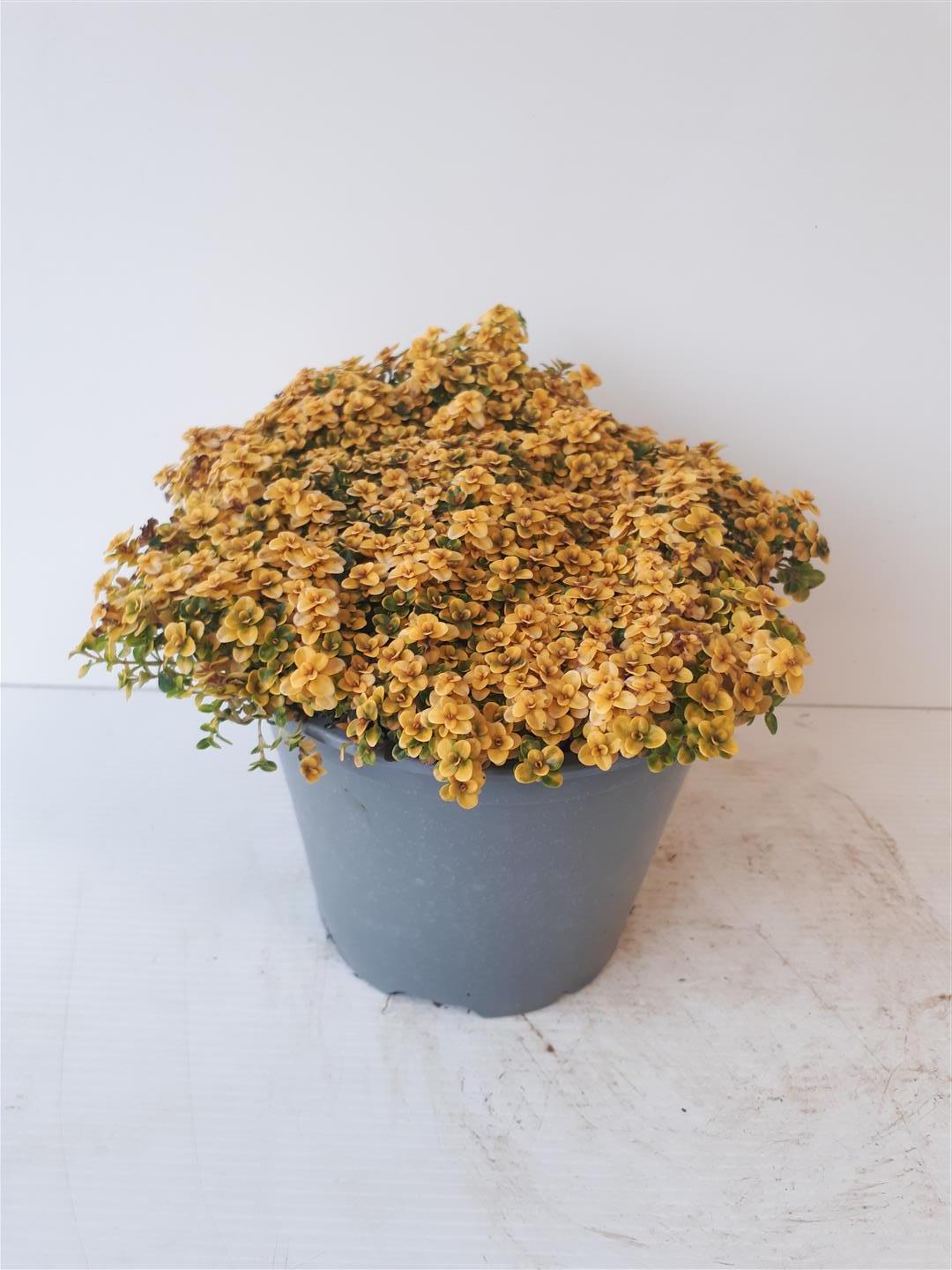 Thymus &