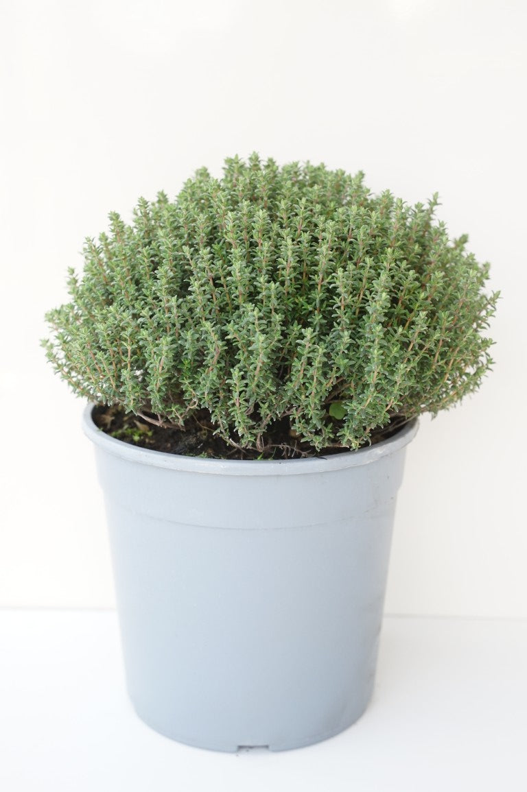 Thymus vulgaris C2,5 (2,5 liters kruka) / 18 cm kruka