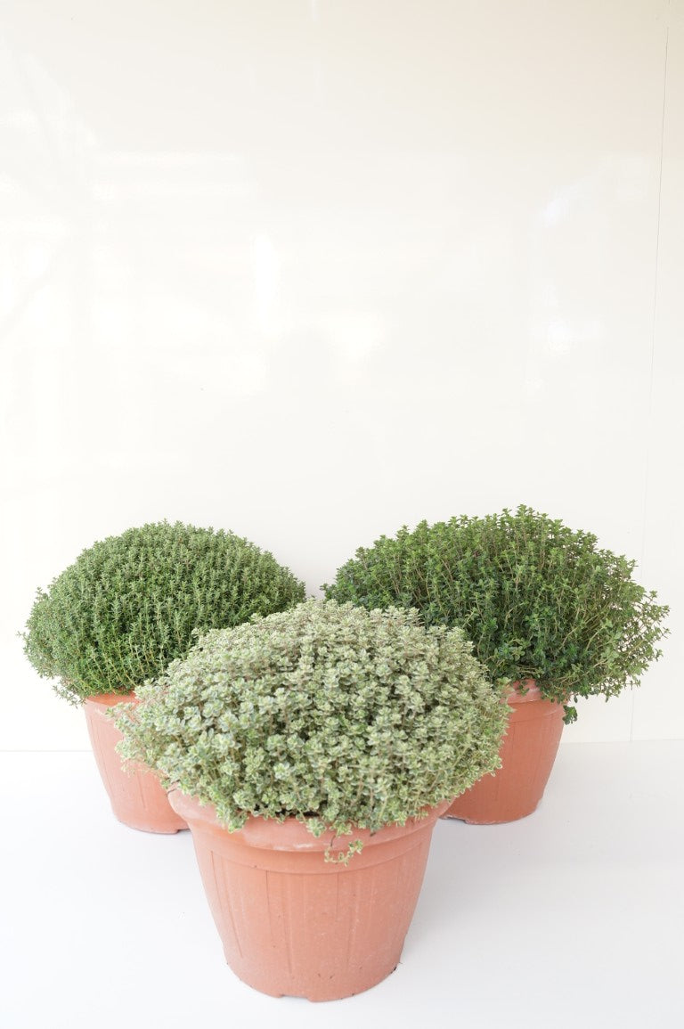 Thymus i olika sorter C6 (6 liters kruka) / 25 cm kruka