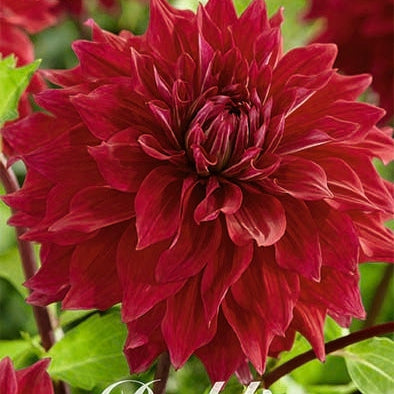 Dahlia Dekorativ Babylon Purple 1-pack NYHET