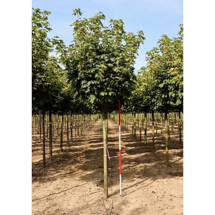 Lönn - Acer platanoides 'Globosum' - Stammens omkrets 18-20 cm, höjd 4 +/- meter, HS,