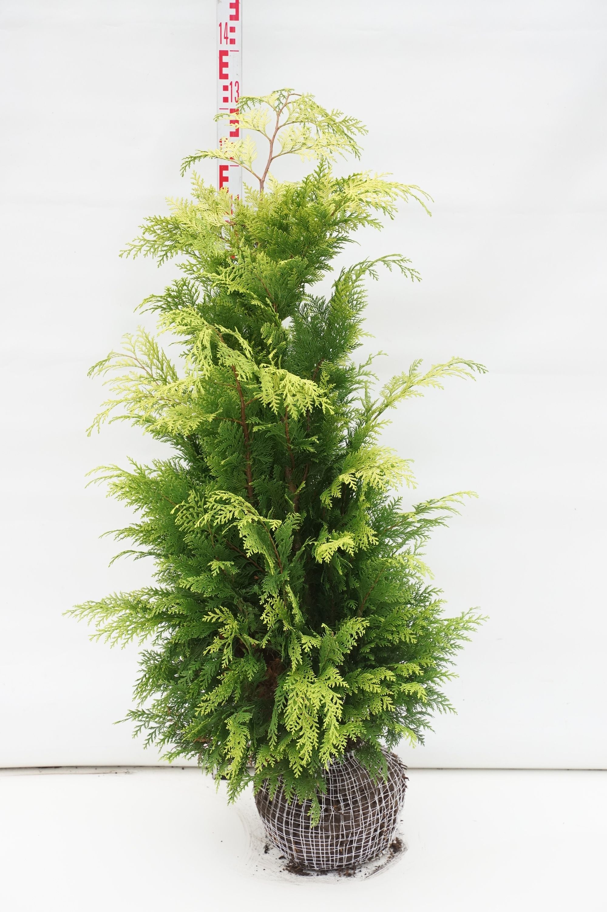 Ädelcypress l. &
