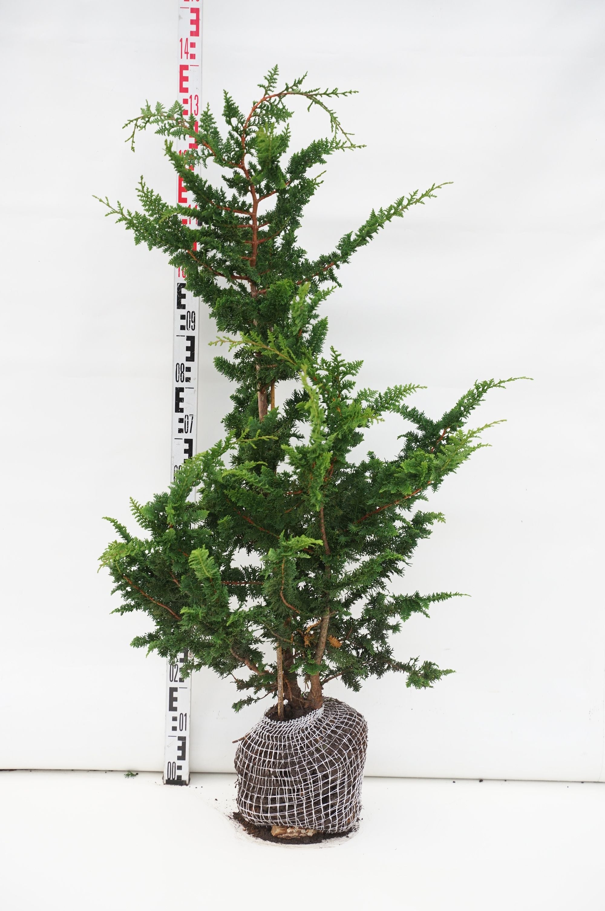 Ädelcypress o. &