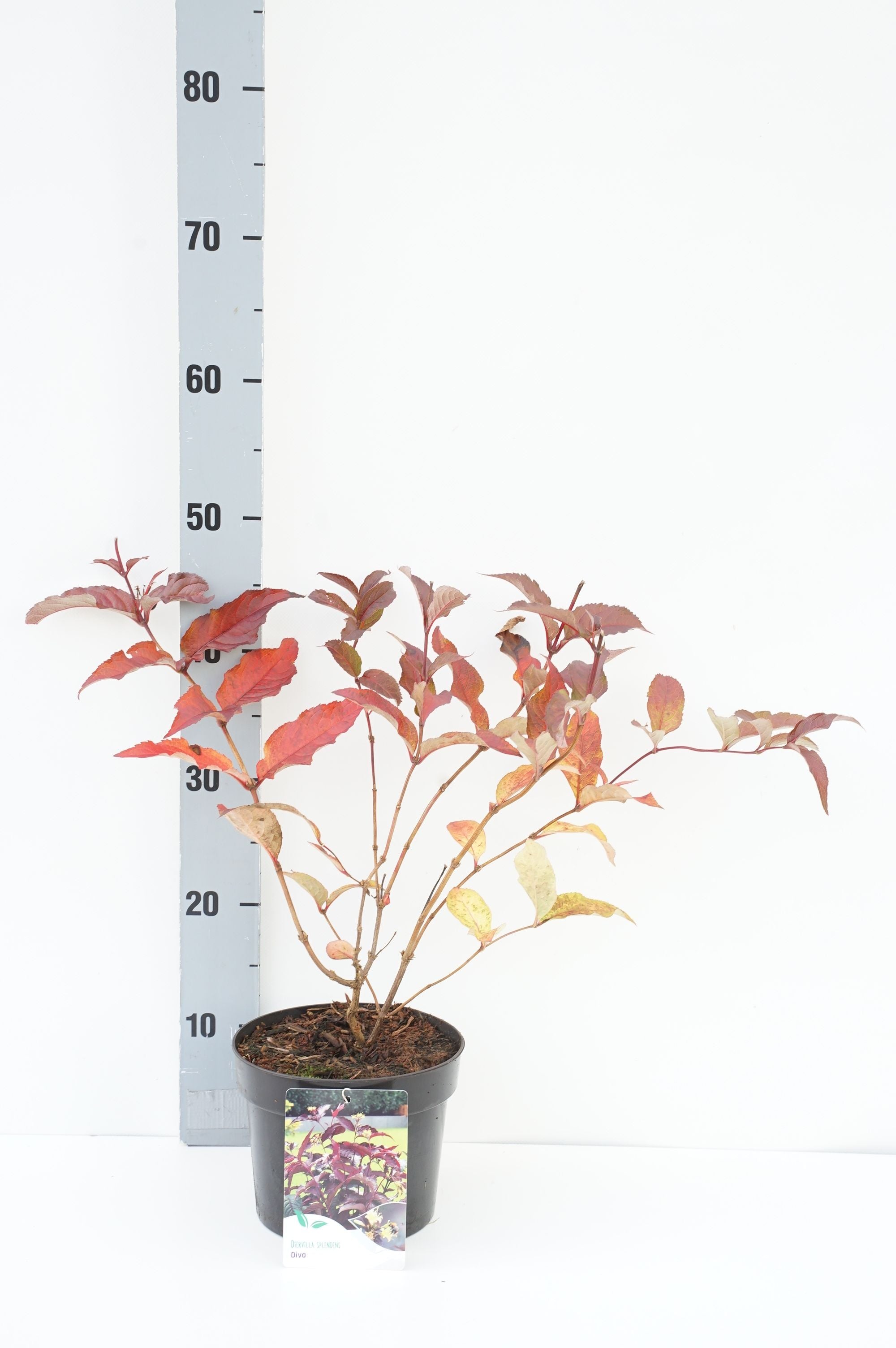 Getved splendens &