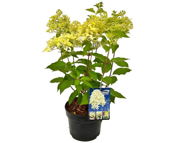 Hortensia pan. &